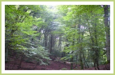Pratiche forestali